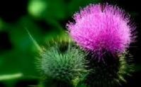 Milk Thistle