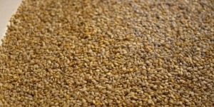 Sesame Seeds