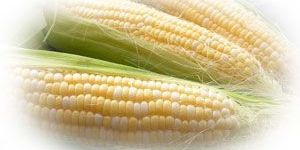 Yellow Corn Animal Feed