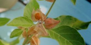 Ashwagandha Herbs