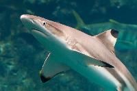 Black Tip Shark Fish
