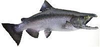 Salmon Fish