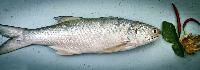 Indian Salmon