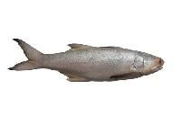 Indian Salmon