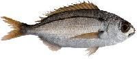 Sea Bream