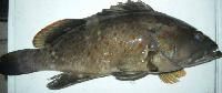 Grouper Fish