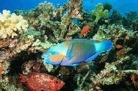 Parrot Fish