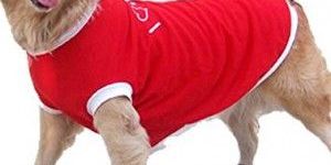 Zorba Faux Leather Shoes