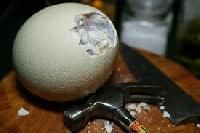 Fertile Ostrich Eggs