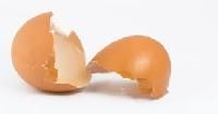 Egg Shell