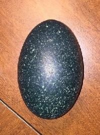 Emu Empty Egg Shells