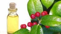 Wintergreen Oil