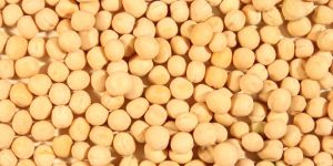 Russian Yellow Peas