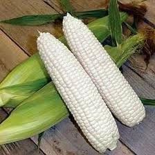 White Maize