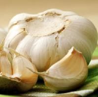 Garlic Bulb Extract
