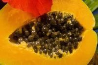 Papaya Extract