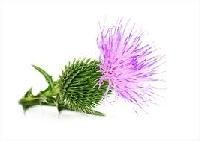 Milk Thistle