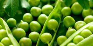 Green Peas