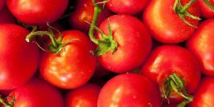 Tomatoes