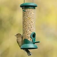 Bird Feeder Seeds