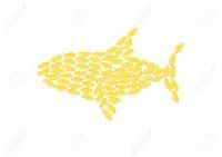 Salmon Omega 3 Drops