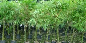 Buddha Valley Bamboo Plants