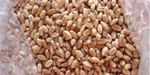 Milling Wheat Seeds