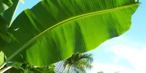 Banana Leaves
