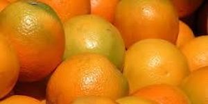 Fresh Orange