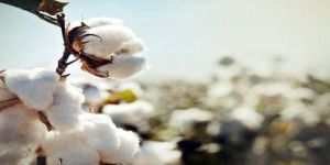 Indian Cotton