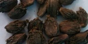 Black Cardamom