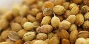 Coriander Seeds