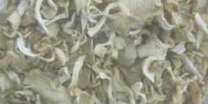 Dry Oyster Mushroom