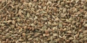 Ajwain, Trachyspermum Ammi Seed