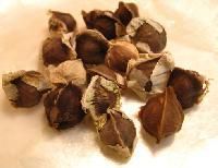 Drum Stick Seeds