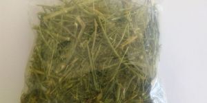 Kalmegh ,Andrographis Paniculata