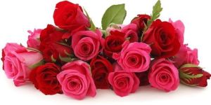 Fresh Rose Flowers