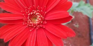 Gerbera Flower