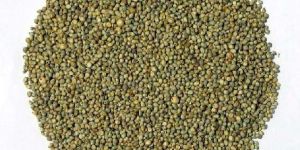 Pearl Millet Seeds