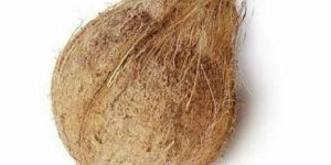Matured Coconut