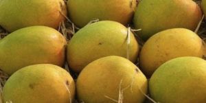 Ratnagiri Alphonso Mango