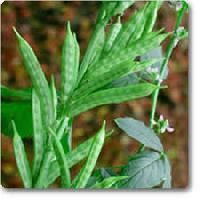Hybrid Cluster Bean Seeds