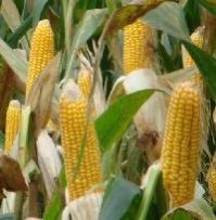 Hybrid Maize Seeds