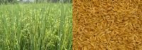 Hybrid Paddy Seeds