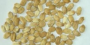 Bitter Gourd Seeds