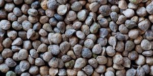 Spinach Seeds