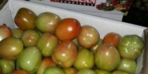 Fresh Green Tomato