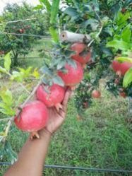 Fresh Pomegranate