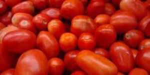 Fresh Red Tomato