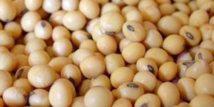 Organic Soybean Seeds